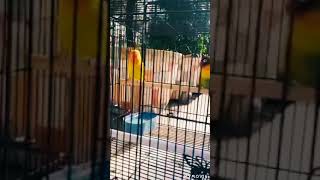 Download lagu lovebird konslet kepala muter muter mp3 Download lagu lovebird konslet kepala muter muter mp3