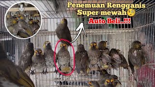 Download lagu How to choose a good Rengganis / Cucak Wilis in the ombyokan 👍👌 mp3