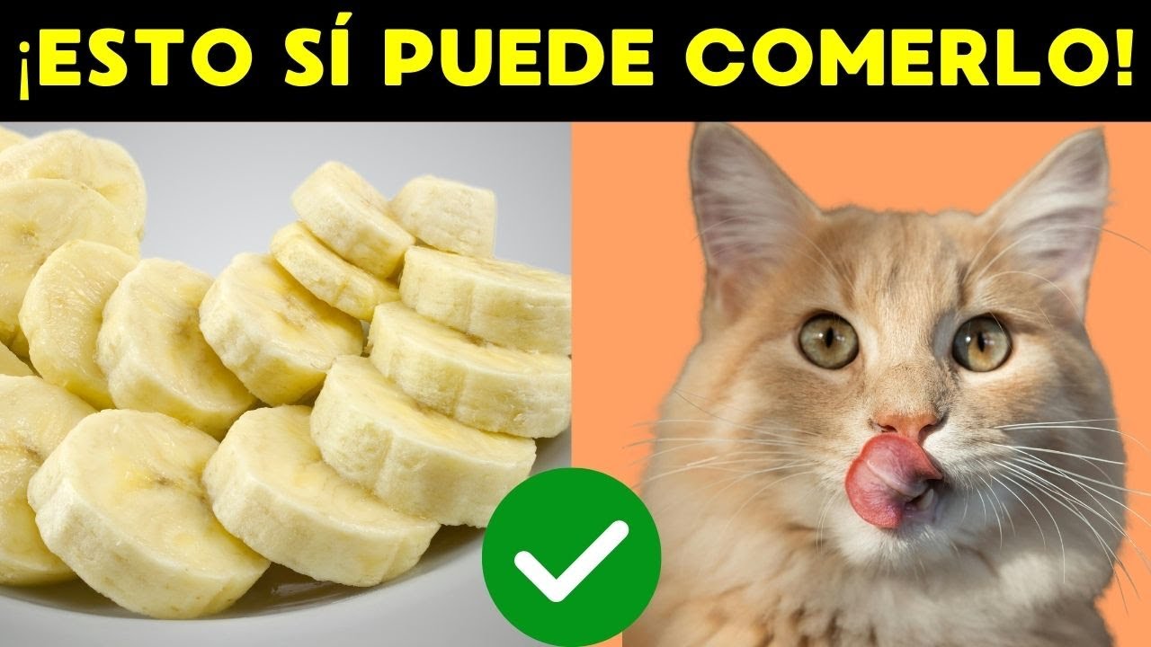 ¡13 Comidas HUMANAS que tu gato PUEDE COMER! (¡Y ni te lo imaginabas!)