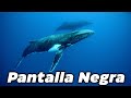 12 Horas De Sonidos De Ballenas Para Dormir | Meditación Con Pantalla Negra | Sueño Más Rápido