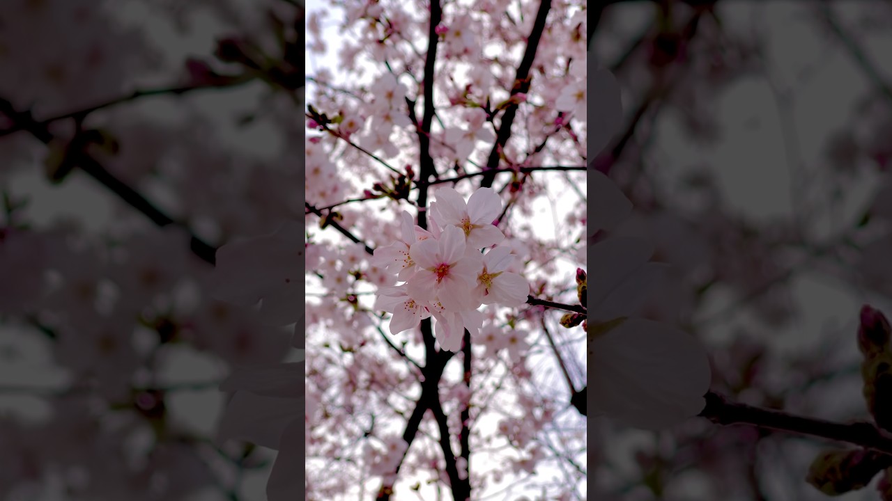 SAKURA, Cherry Blossom, Season begins in Osaka Japan
