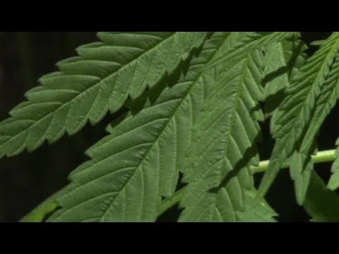 Cannabis terapeutica contro dolore cronico, ma burocrazia frena