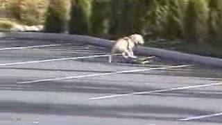 Funny Dog Videos: Dog is skateboarding hond is aan het skateboarden funny humor