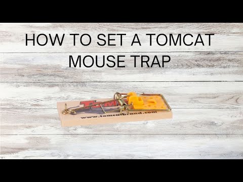 How to Set a Classic Wooden Mouse Trap (Tomcat Trap Tutorial)