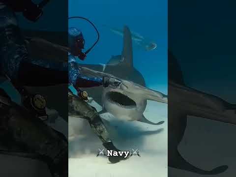 Navy status ❤️😍|| #song #youtubeshorts #airforce #maximizingspeech