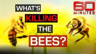 Could the extinction of bees be the end for humanity? | 60 Minutes Australia