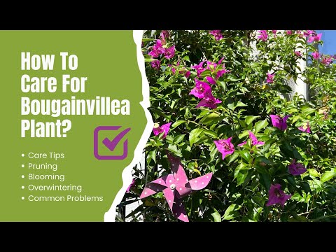 Bougainvillea Plant Care: Tips for Growth, Pruning, and Overwintering; All You Need To Know
