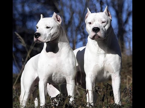 10 Badass Dogs On The Planet That Can Easily Defeat A Pit Bull Including The APBT Series 2 (Part 2)