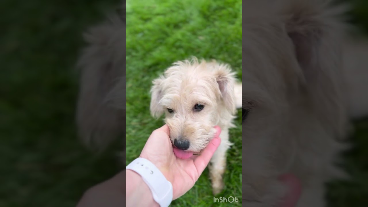 Enlarge Miranda , an adopted mixed breed in Gainesville, VA video 2/6