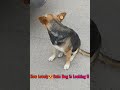 How Lovely Cute Dog Is Looking U Whos That Dog PetLover FamilyDog Hammyandolivia CuteAnimals Nature