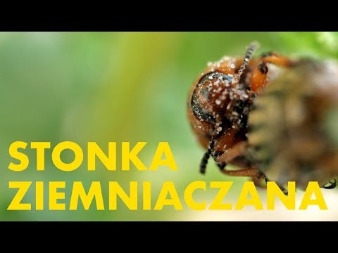 , title : 'Stonka ziemniaczana – Agrofagi #2'