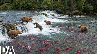 Migração Animal: O Salmão E O Chamado Que Move A Vida Selvagem | DocuAnimales Br