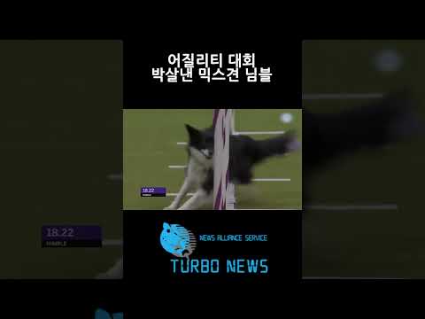 어질리티 대회 박살낸 믹스견
