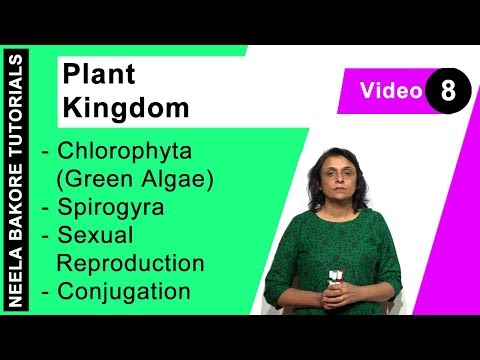Plant Kingdom | NEET | Chlorophyta (Green Algae) - Spirogyra - Sexual Reproduction - Conjugation