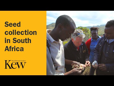 Seed collection in South Africa
