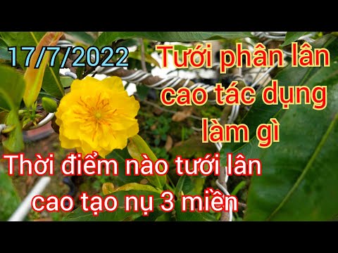 July 17, 2022 How to identify phosphate fertilizer and when to water phosphate to help buds grow ...