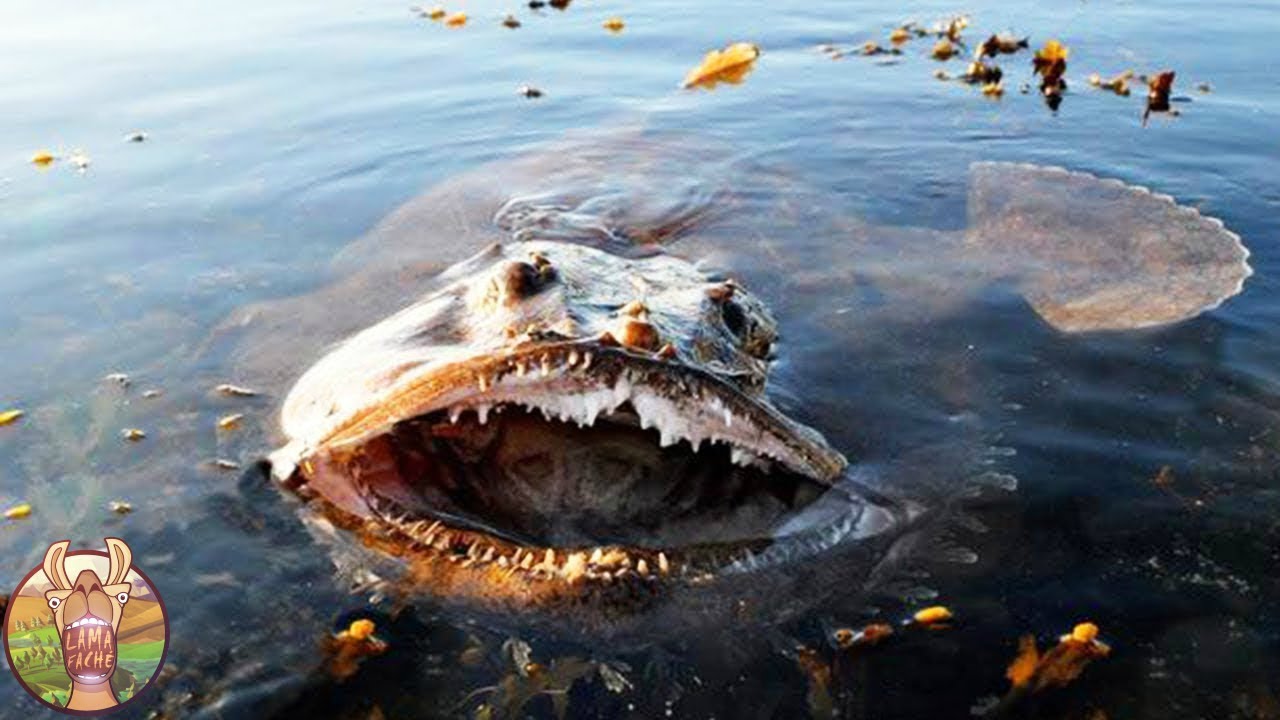 LES CRÉATURES LES PLUS DANGEREUSES DE L’OCÉAN…!