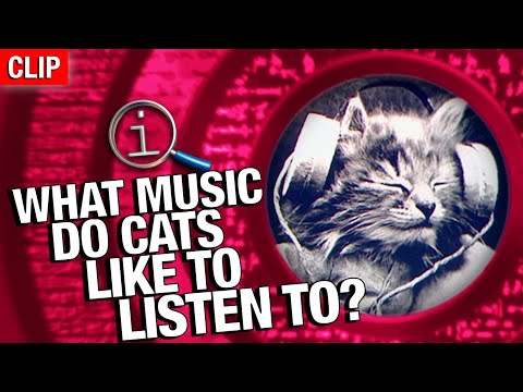 QI | What Music Do Cats Like To Listen To? - YouTube