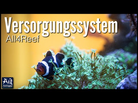 Wie versorge ich mein Meerwasseraquarium? | AquaOwner