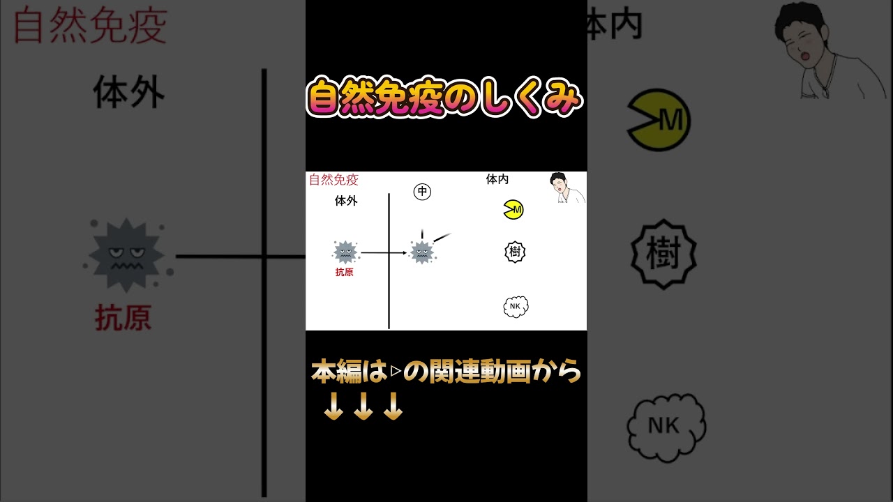 【自然免疫】免疫分野が苦手な医療学生必見！#Shorts