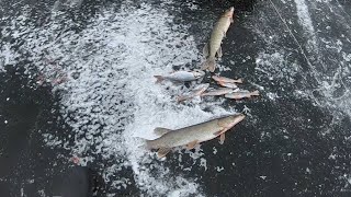 Рыбалка в твери на жерлицы