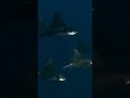 Dark Fever | Beautiful Eagle Rays Pass by in the Depths