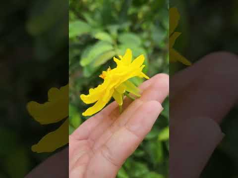 30/4 gl ca nha cây lùm thông cúc zin lai đọt đỏ bông đep phom chuẩn lh 0359181272