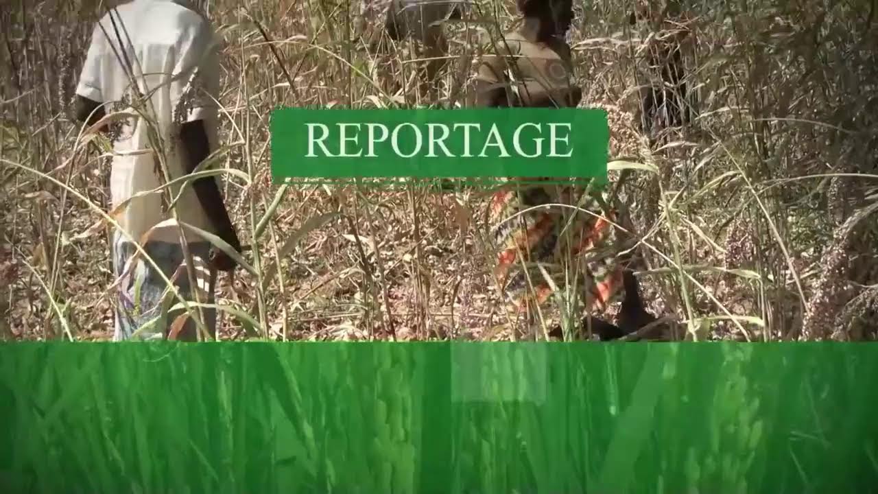 FASOGREEN TV EN DIRECT 24H/24