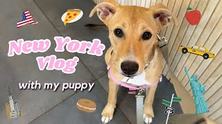 【NY犬暮らし】ニューヨークは犬を飼うのに最高の街でした | カフェ、ドッグパーク、デイケア