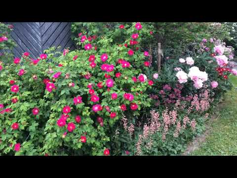 Härdiga lättskötta rosor - favoriter helt enkelt!