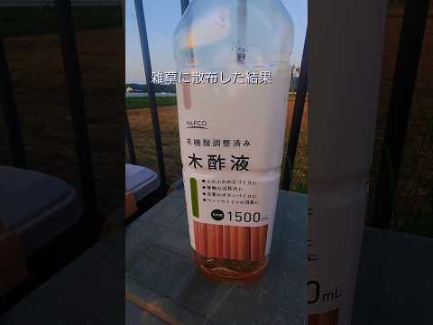 簡単に除草する方法は？雑草や不要な植物を取り除くための5つのヒント!  庭園