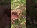 Mini Goldendoodle dogs for sale: JESSA - MINI GOLDENDOODLE LOVELY PUPPY (RICHLAND, PA) - F1BB - Video 1