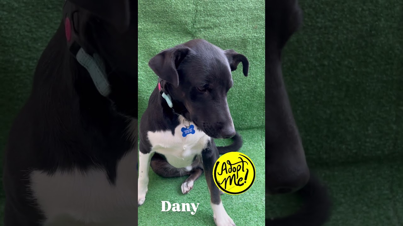 Enlarge Danny, a Adoptable mixed breed in San Ysidro, CA video 6/6