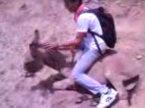 Dennynho e as burras.3gp