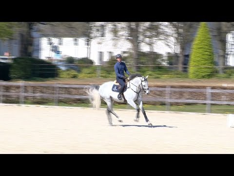 Die Verbandshengste im Training - Crack