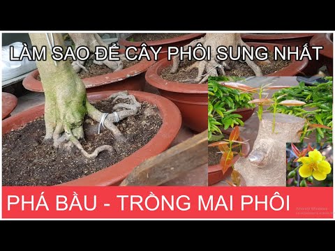 🔴 QBS2127 - Kỹ thuật trồng cây mai phôi || Cách phá bầu trồng lại cây mai phôi || Mai vàng miền bắc