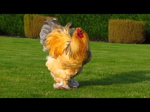 , title : 'Những giống gà độc nhất vô nhị trên thế giới (Unique chicken breeds in the world) #AloAi'