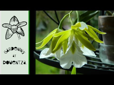 June Orchids In Flower - 11 blooms & some spikes