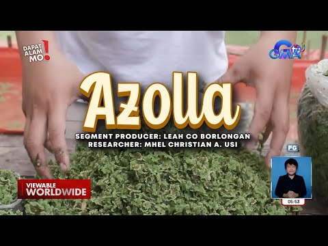 ‘Azolla’, bakit healthy food para sa farm animals? Dapat Alam Mo!