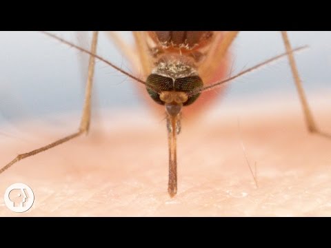 How Mosquitoes Use Six Needles to Suck Your Blood  |  Deep Look