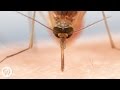 How Mosquitoes Use Six Needles to Suck Your Blood  |  Deep Look