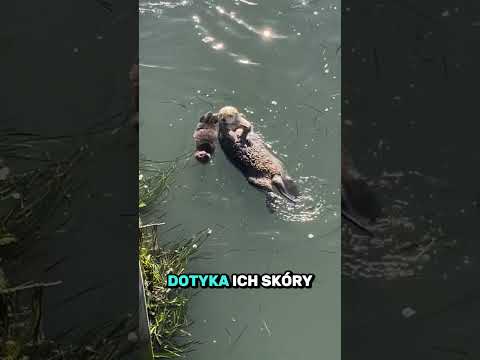 Wydra — najsłodszy złodziej ryb 🐟😆