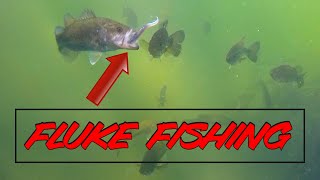 Underwater Bass Footage with CRAZY New Fluke Rigging Trick!