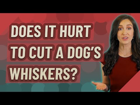 Does it hurt to cut a dog's whiskers?