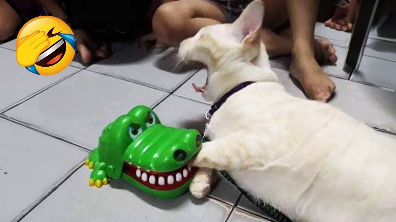 君が笑ったら君の負け 😹🤣 2026年の最も面白い犬と猫たち🐶