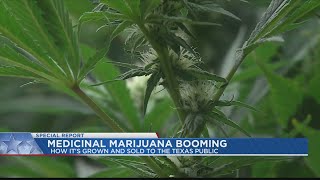 SEED TO SELL: Medical marijuana business in Texas steadily growing