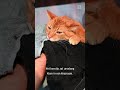 Kat zit URENLANG KLEM in kiepraam | #shorts
