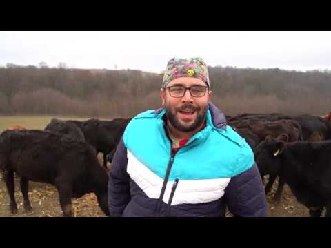 Veterinari bez granica ep. 39 29.01.2020. Aberdin angus, selo Brdarica