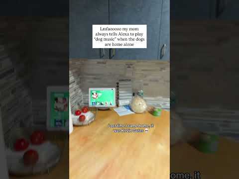 My mom plays Kevin Gates for my dogs when they’re home alone lmfaooo #kevingates #dogmusic #dogtv