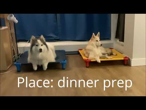 Laika Dog Training video.